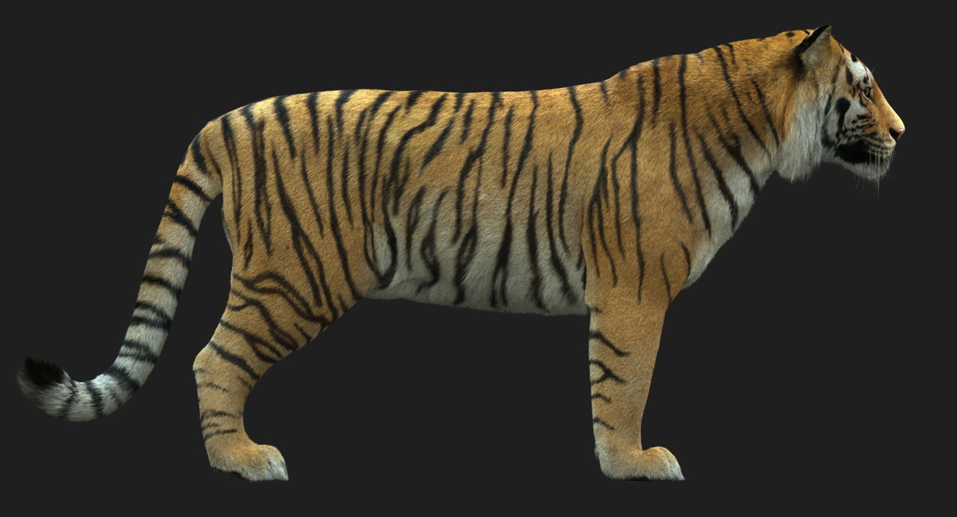 3D bengal tiger animation fur - TurboSquid 1481168