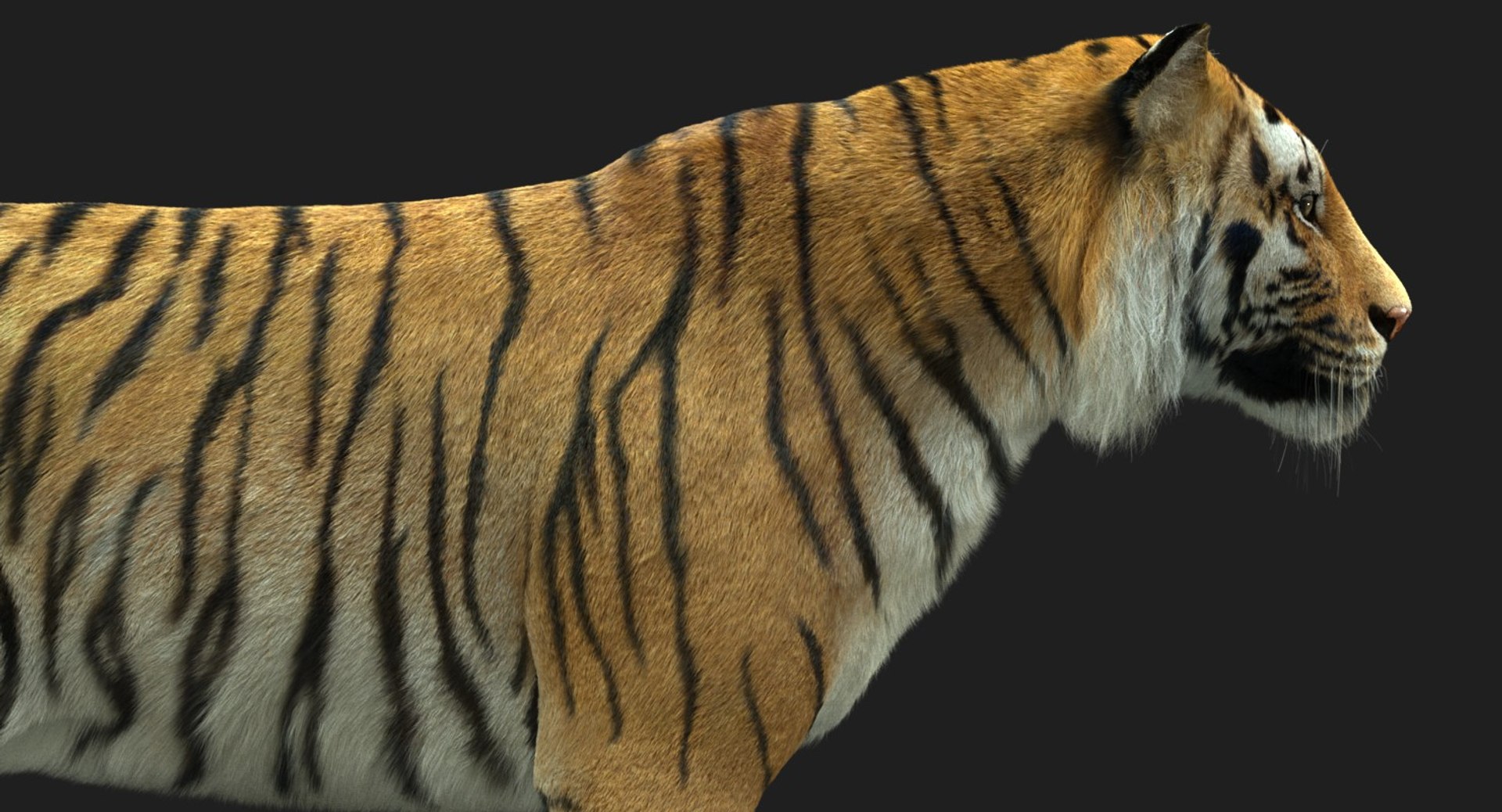 3D tiger animation fur 4 https://p.turbosquid.com/ts-thumb/H2/yADtHR/ikhlATik/sig05b/jpg/1496792180/1920x1080/fit_q87/933aa9359fcf7194edc99b1e258643a63eb15dac/sig05b.jpg