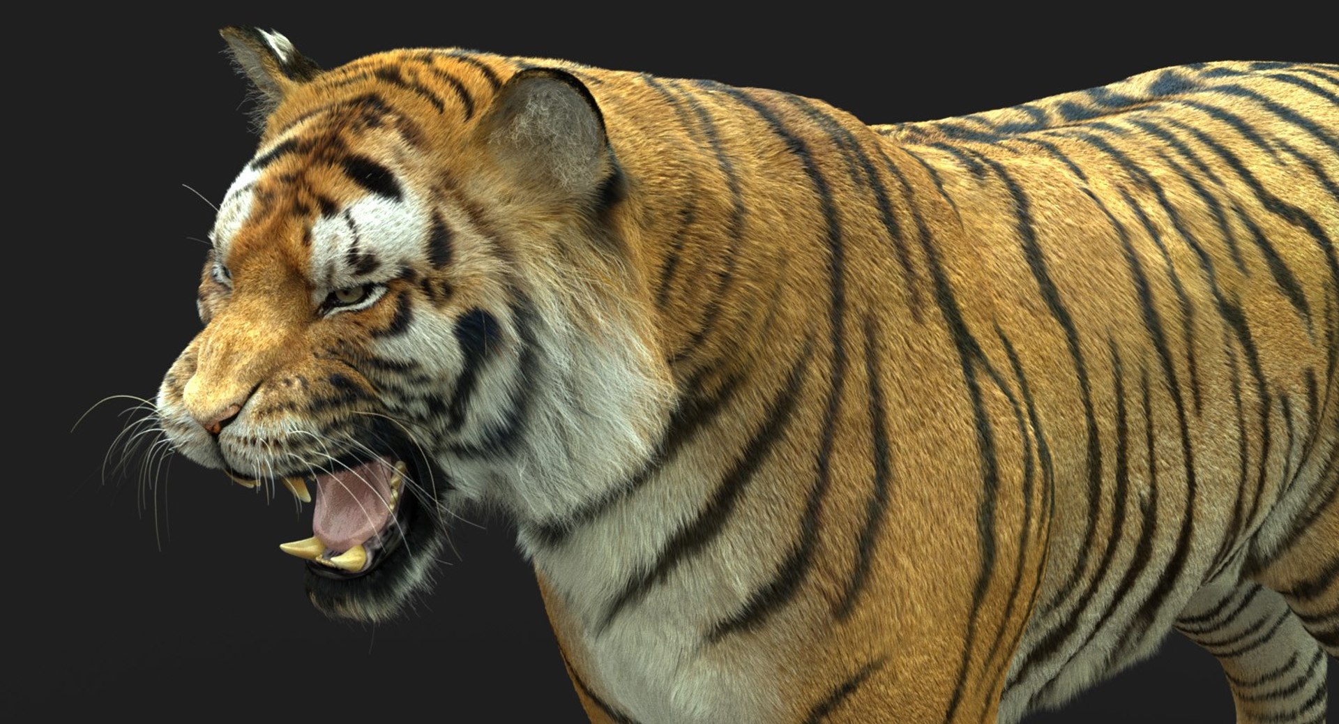 3D bengal tiger animation fur - TurboSquid 1481168