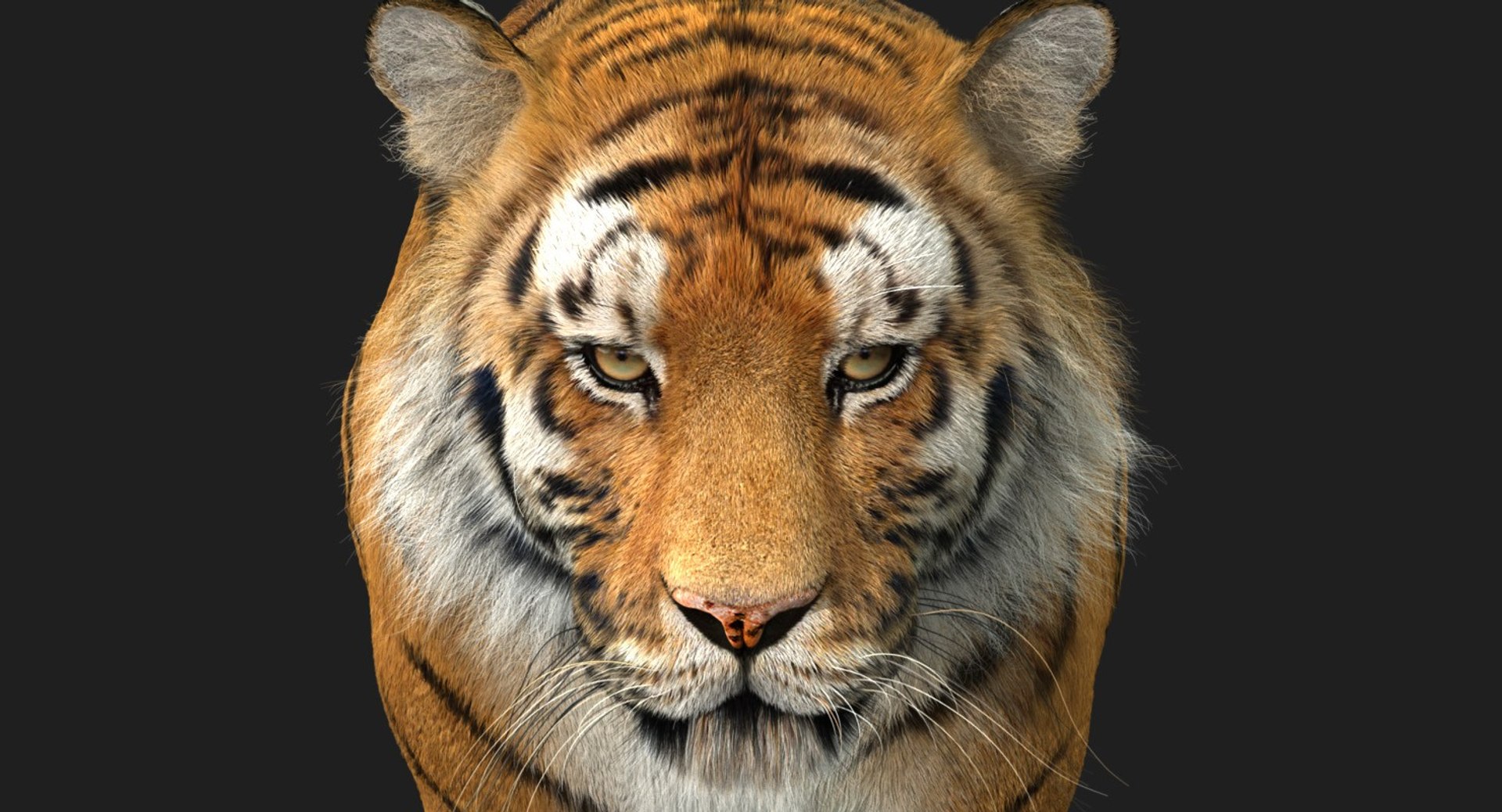 modelo 3d Tigre de Bengala (FUR) (ANIMADO) - TurboSquid 1481168