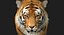 Tiger (4) (Animated) (Fur)