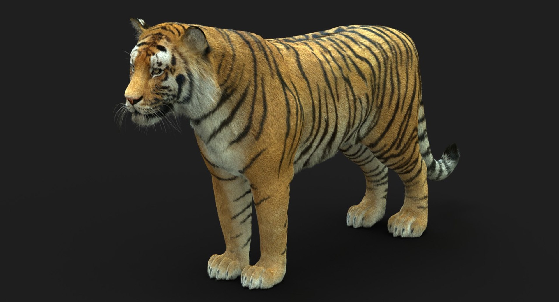 modelo 3d Tigre de Bengala (FUR) (ANIMADO) - TurboSquid 1481168