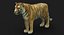 Tiger (4) (Animated) (Fur)