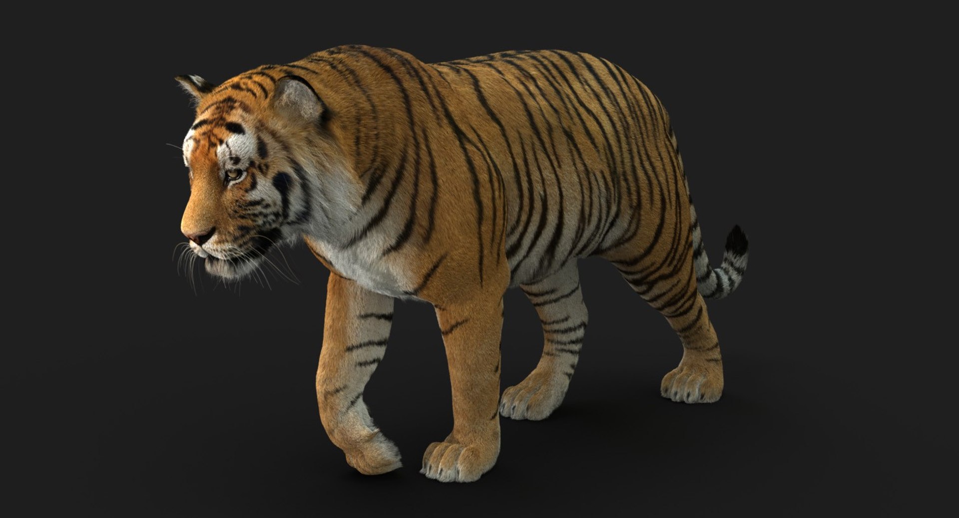3D tiger animation fur 4 https://p.turbosquid.com/ts-thumb/H2/yADtHR/v5KQFOZT/sig2/jpg/1496792118/1920x1080/fit_q87/1f991d825f3921c1f26918a09670b2cea4d31645/sig2.jpg