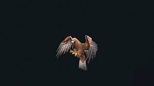 Eagle Animation 3D model