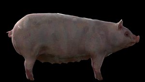 farm pig 3D model