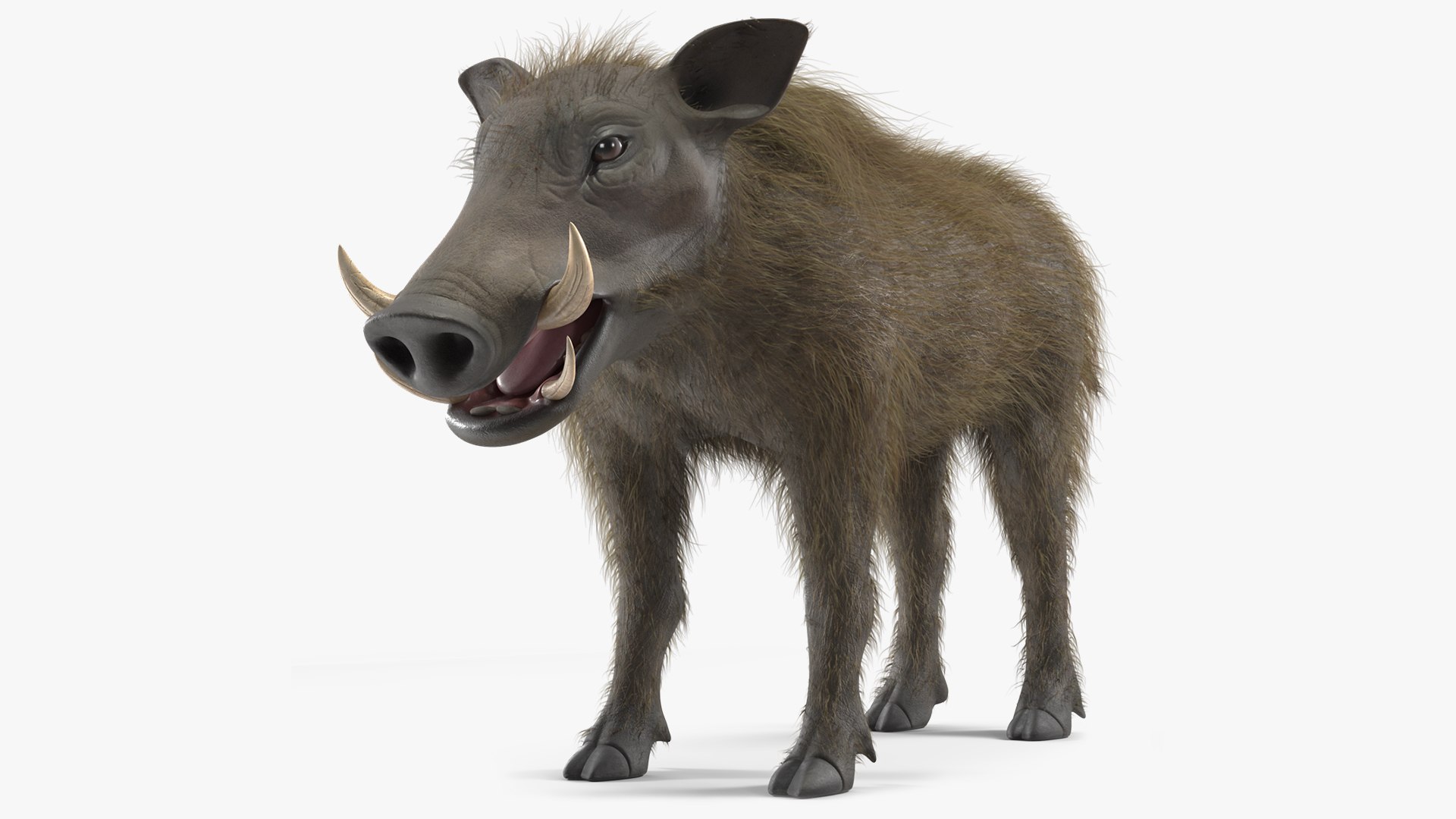 Southern Warthog Base Pose Fur 3D model preview