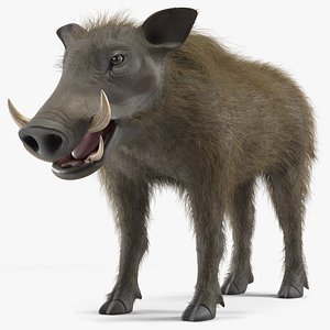 Southern Warthog Base Pose Fur 3D