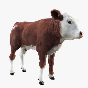 Calf