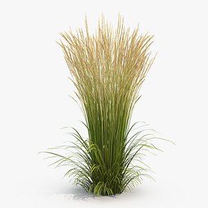 Decorative Grass Karl Foerster