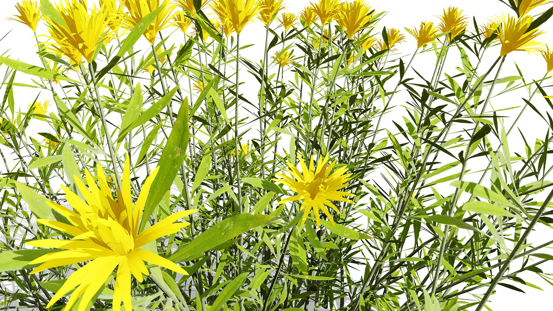 Desert Vegetation Pack 3D https://p.turbosquid.com/ts-thumb/H3/VdQBK0/IY/arabianrhanteriumepapposumarfajz2l/jpg/1769553504/1920x1080/fit_q87/232244c0ff548c9370c3bff9d1607bdc54fb2def/arabianrhanteriumepapposumarfajz2l.jpg