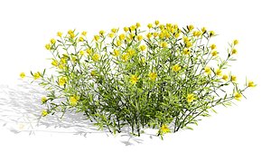 Desert Vegetation Pack 3D