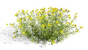 Desert Vegetation Pack
