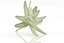 Edelweiss mountain alpine flower