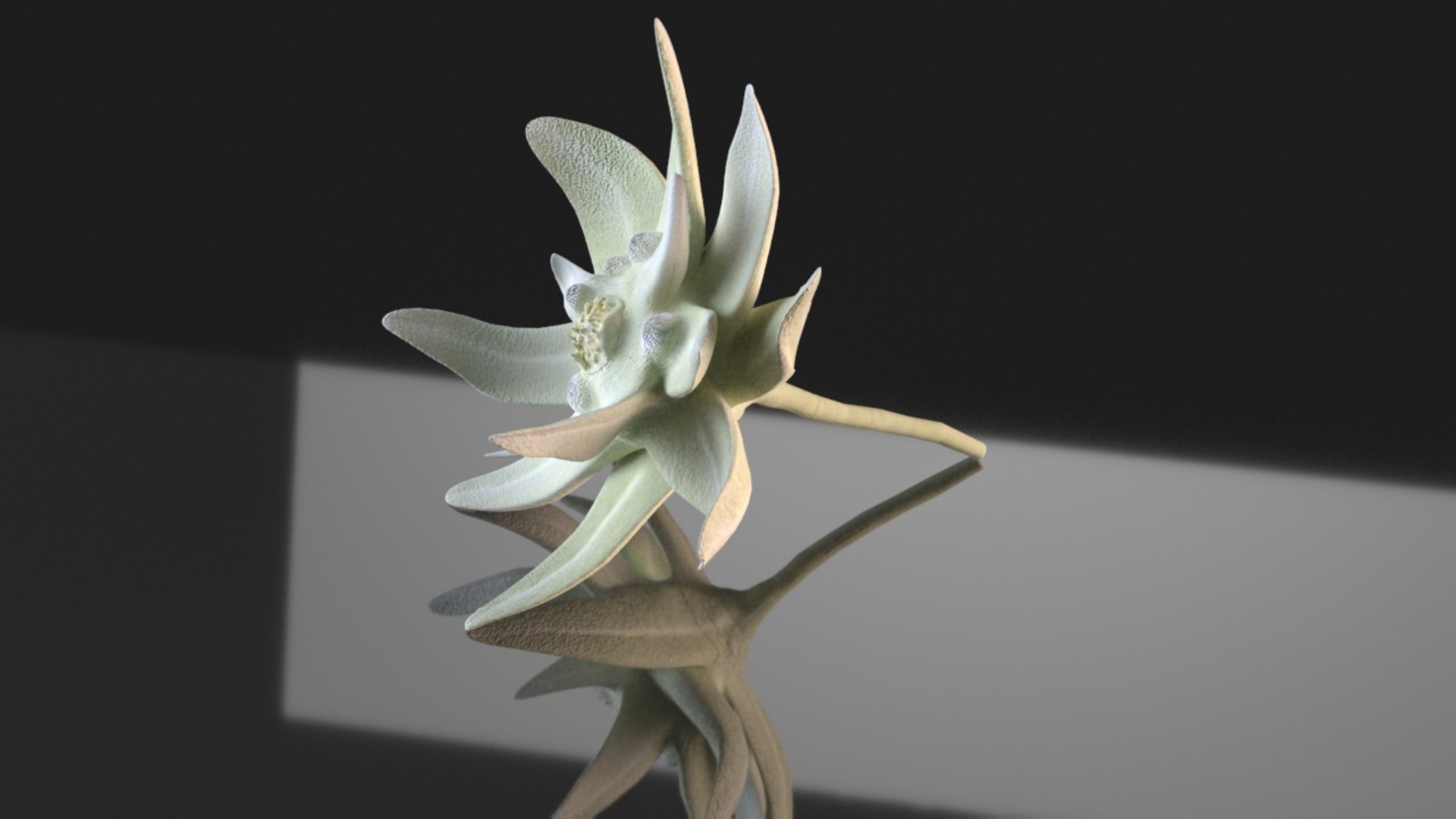3D mountain flower edelweiss nature model https://p.turbosquid.com/ts-thumb/H3/XdAX5T/E5/0/jpg/1784391361/1920x1080/fit_q87/88978e362adb84871ef8fa464e356a66fc8c0edb/0.jpg