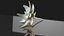 Edelweiss mountain alpine flower
