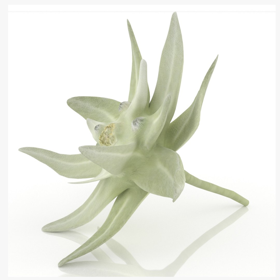 3D mountain flower edelweiss nature model https://p.turbosquid.com/ts-thumb/H3/XdAX5T/Md/0/png/1646909779/1920x1080/fit_q87/91838d48fae039c87506f085f570f4b54be2c3f8/0.jpg