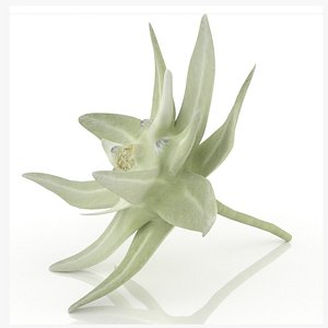 3D mountain flower edelweiss nature model