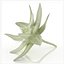 Edelweiss mountain alpine flower