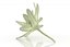 Edelweiss mountain alpine flower