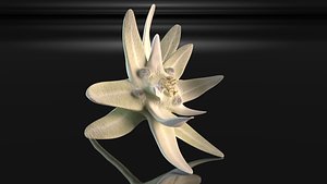 3D mountain flower edelweiss nature model
