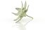 Edelweiss mountain alpine flower