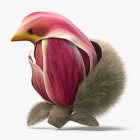 Yulan Magnolia Flower Blossom Pink Fur