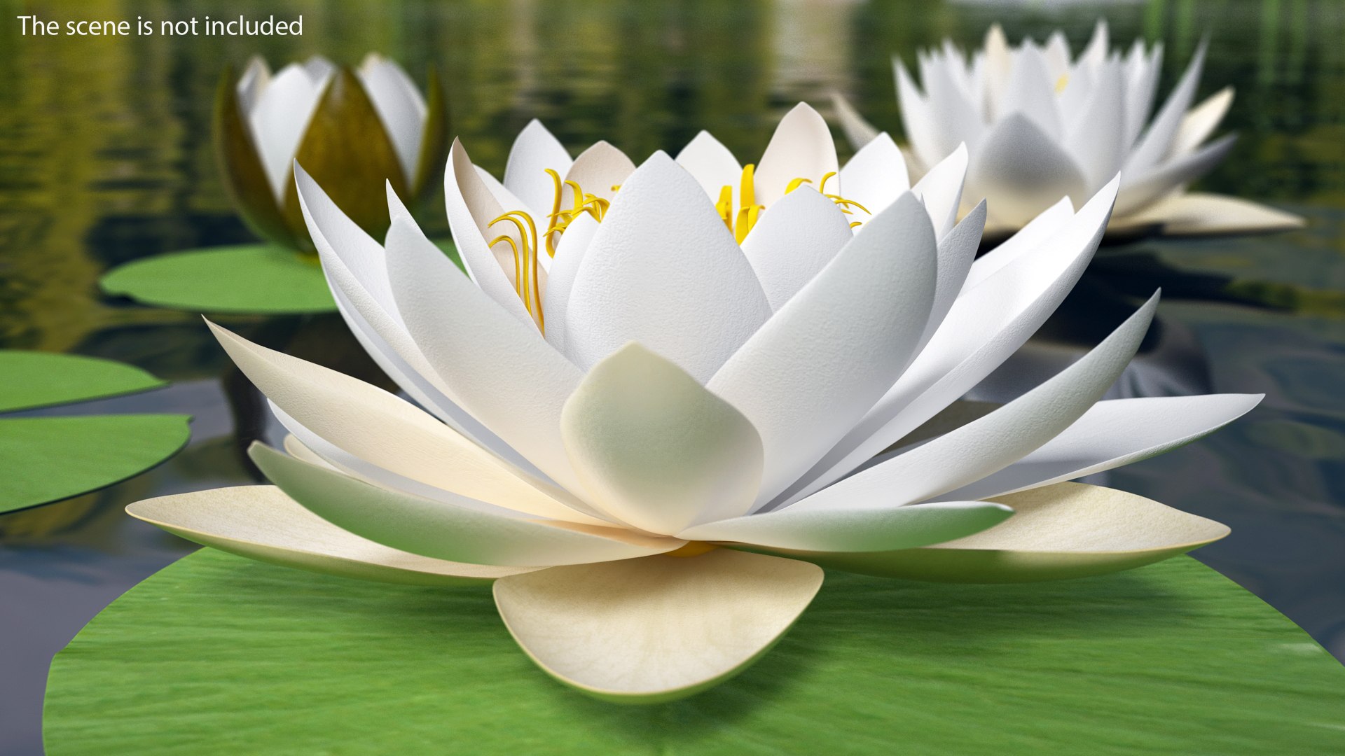 Blooming European White Water Lily 3D model preview