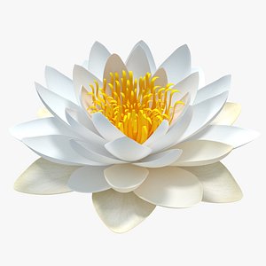 blooming european white water lily 3D model
