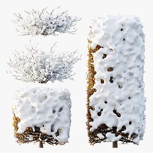 AV Winter plant Snow Quihoui Privet and Snow Abelia Grandiflora 3D
