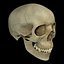 Human Skull
