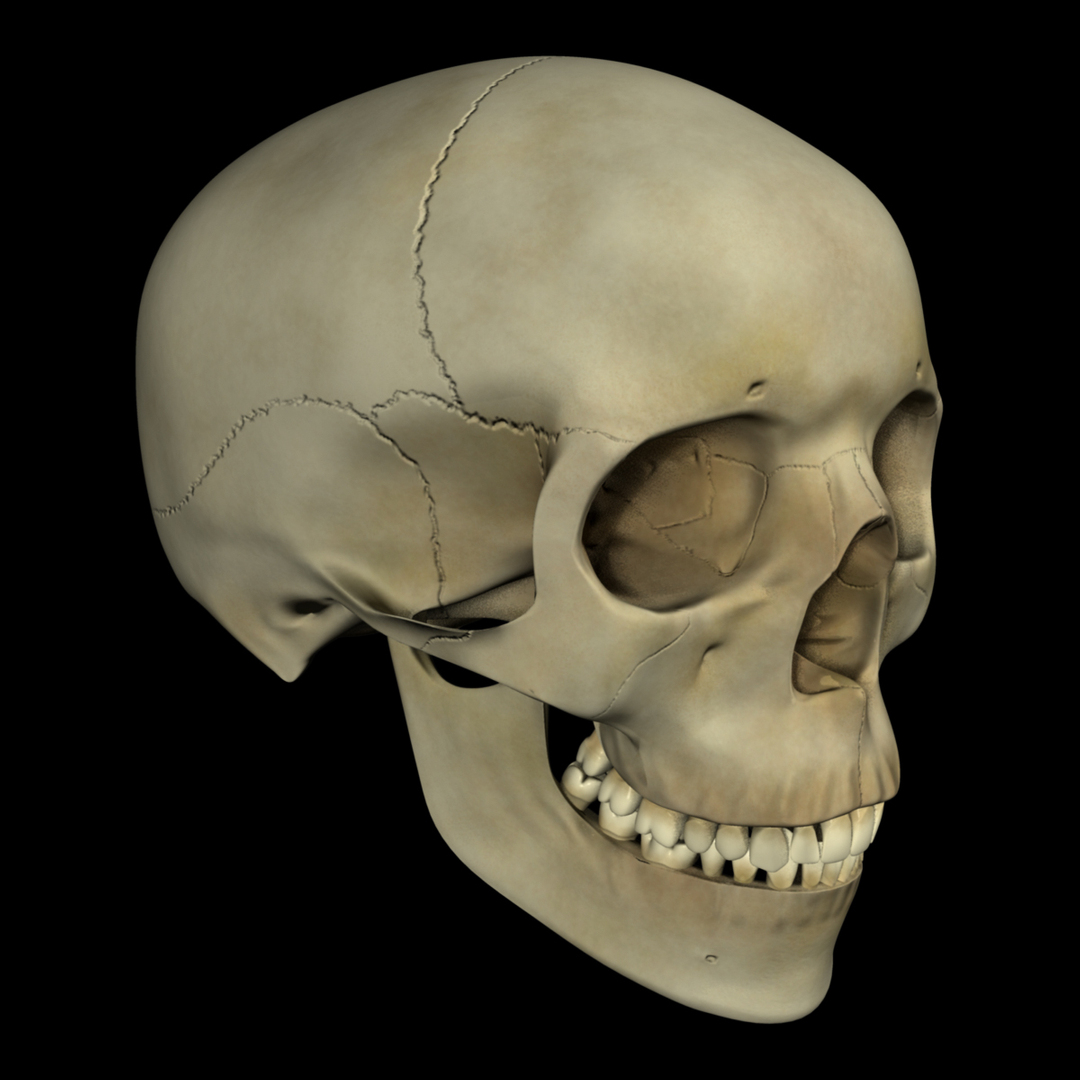 3d model human skull https://p.turbosquid.com/ts-thumb/H3/y8H5r1/2D6QKDlE/humanskull_rot/jpg/1353680744/1920x1080/turn_fit_q99/967396995b9ce533f2a54f254fad533d7e41d1dc/humanskull_rot-1.jpg
