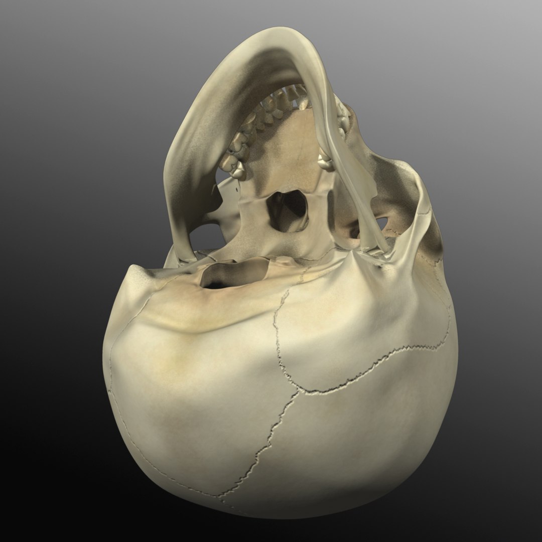3d model human skull https://p.turbosquid.com/ts-thumb/H3/y8H5r1/863sazhD/r03/jpg/1353676605/1920x1080/fit_q87/887c159f86c15888e4f6e4ffbc2b96e3a648cdb8/r03.jpg