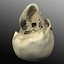 Human Skull