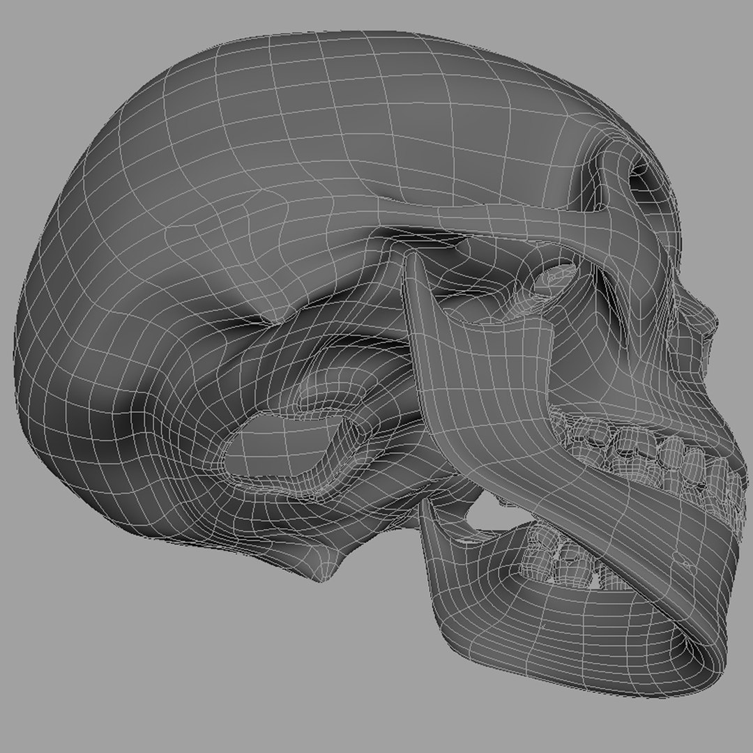 3d model human skull https://p.turbosquid.com/ts-thumb/H3/y8H5r1/D7u4mW5o/w04/jpg/1353676628/1920x1080/fit_q87/71f76e58df68d2241f4cfeeef5660af41ed33fb1/w04.jpg