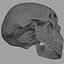 Human Skull