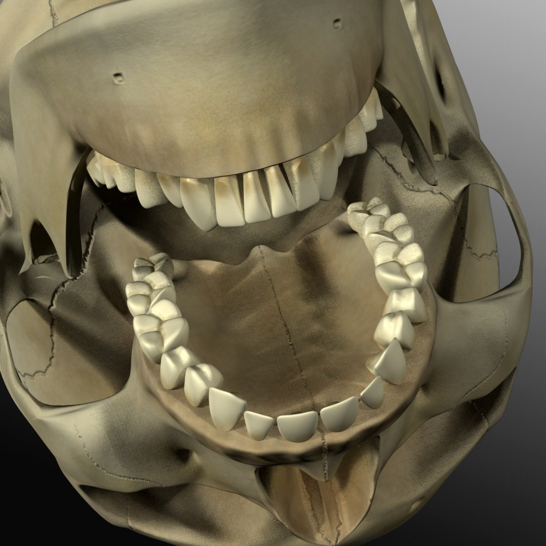 3d model human skull https://p.turbosquid.com/ts-thumb/H3/y8H5r1/HUYahOu8/r08/jpg/1353676605/1920x1080/fit_q87/0bcd7c6a368da451242386a9f0762679fcb9960f/r08.jpg