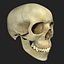 Human Skull