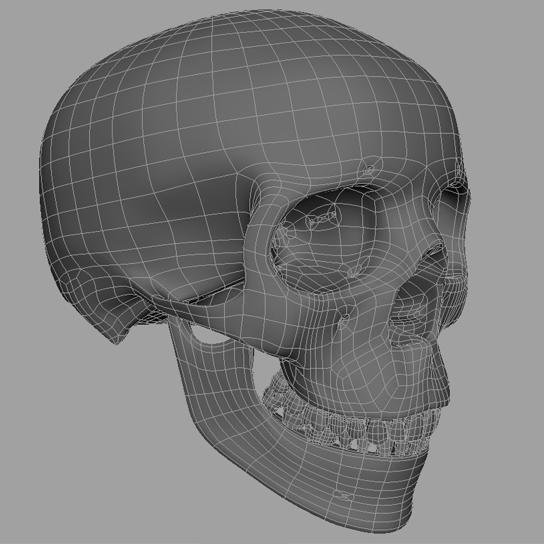 3d model human skull https://p.turbosquid.com/ts-thumb/H3/y8H5r1/Td1HoaZa/w01/jpg/1353676628/1920x1080/fit_q87/ea0be50dc80d6e8535a754520dc182426ab1b260/w01.jpg
