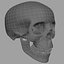 Human Skull