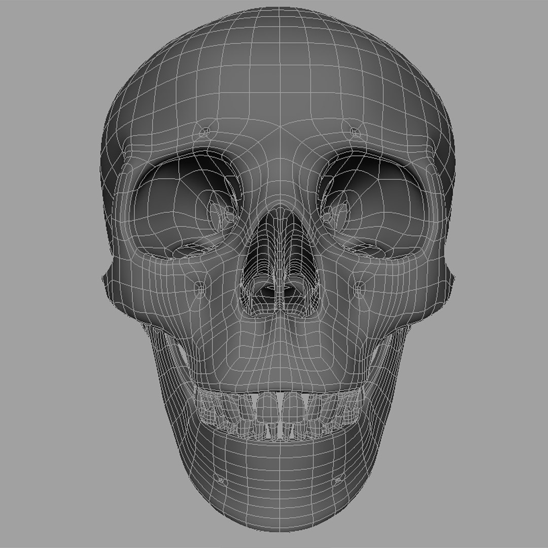 3d model human skull https://p.turbosquid.com/ts-thumb/H3/y8H5r1/XWqhy99y/w02/jpg/1353676628/1920x1080/fit_q87/01a24a3be8748f2699d709393800e3b80c45288e/w02.jpg