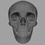 Human Skull