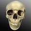 Human Skull