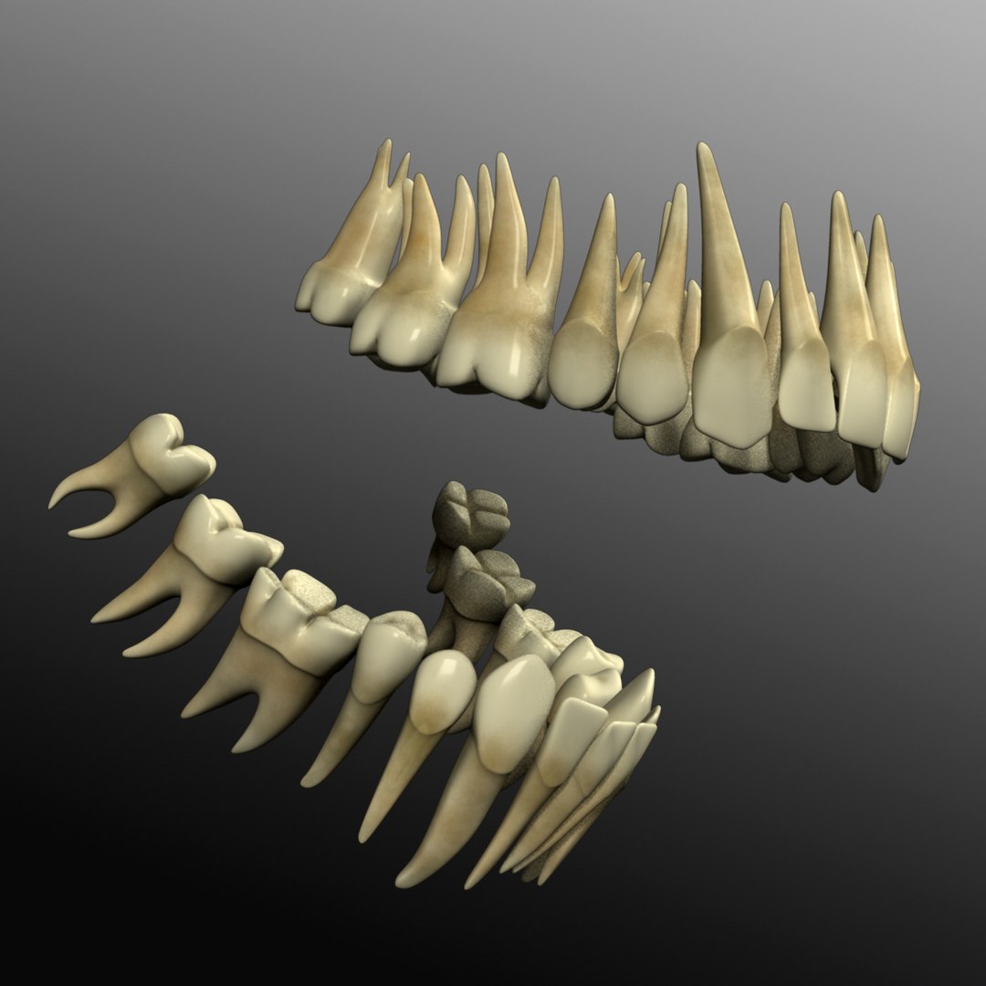 3d model human skull https://p.turbosquid.com/ts-thumb/H3/y8H5r1/mirTTPMl/r09/jpg/1353676605/1920x1080/fit_q87/a9cee37b91973e884931016e6008e476fb580a79/r09.jpg