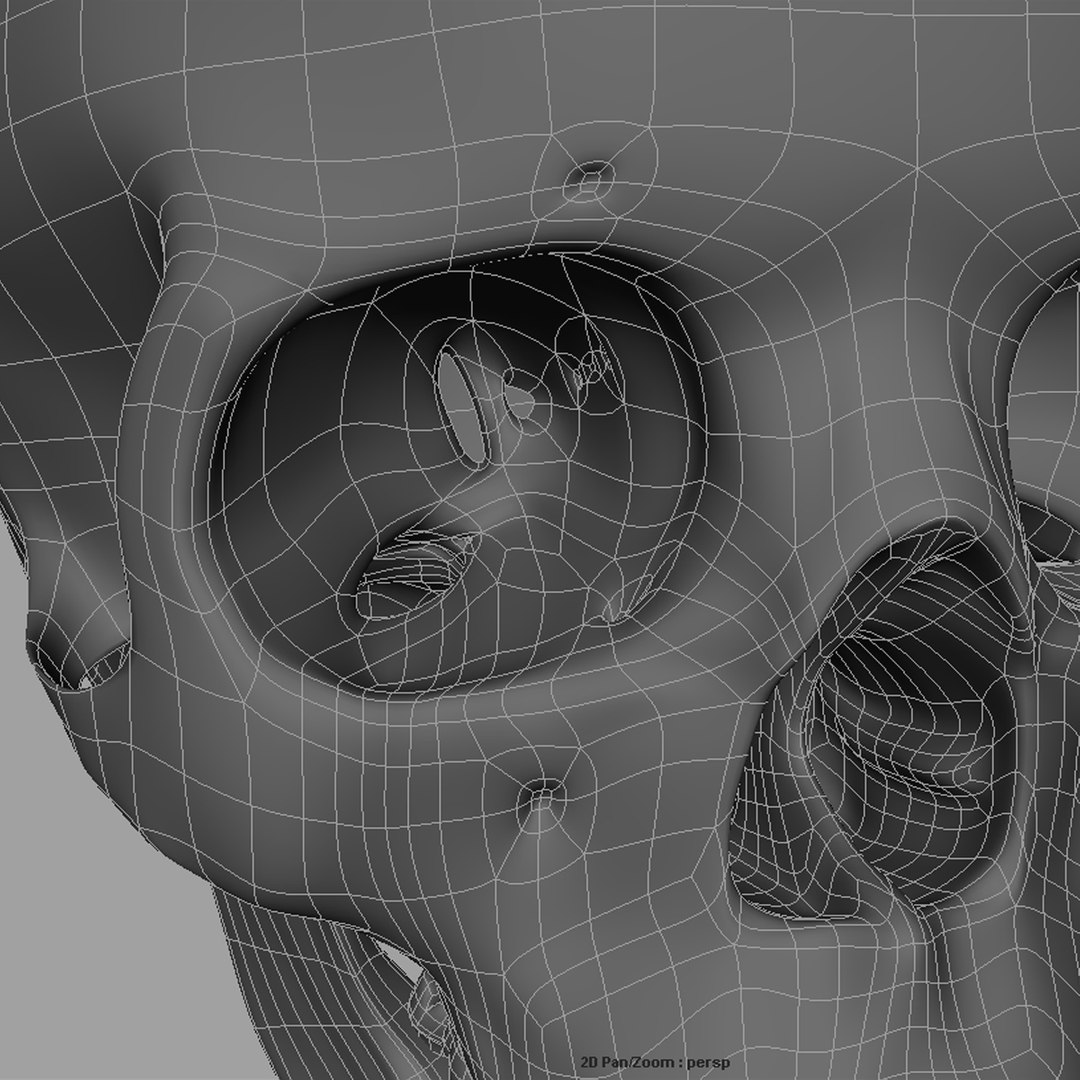 3d model human skull https://p.turbosquid.com/ts-thumb/H3/y8H5r1/pRLxxnxq/w05/jpg/1353676628/1920x1080/fit_q87/67ba26537da17d230ef7d344717e2eabb6dade64/w05.jpg