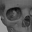 Human Skull