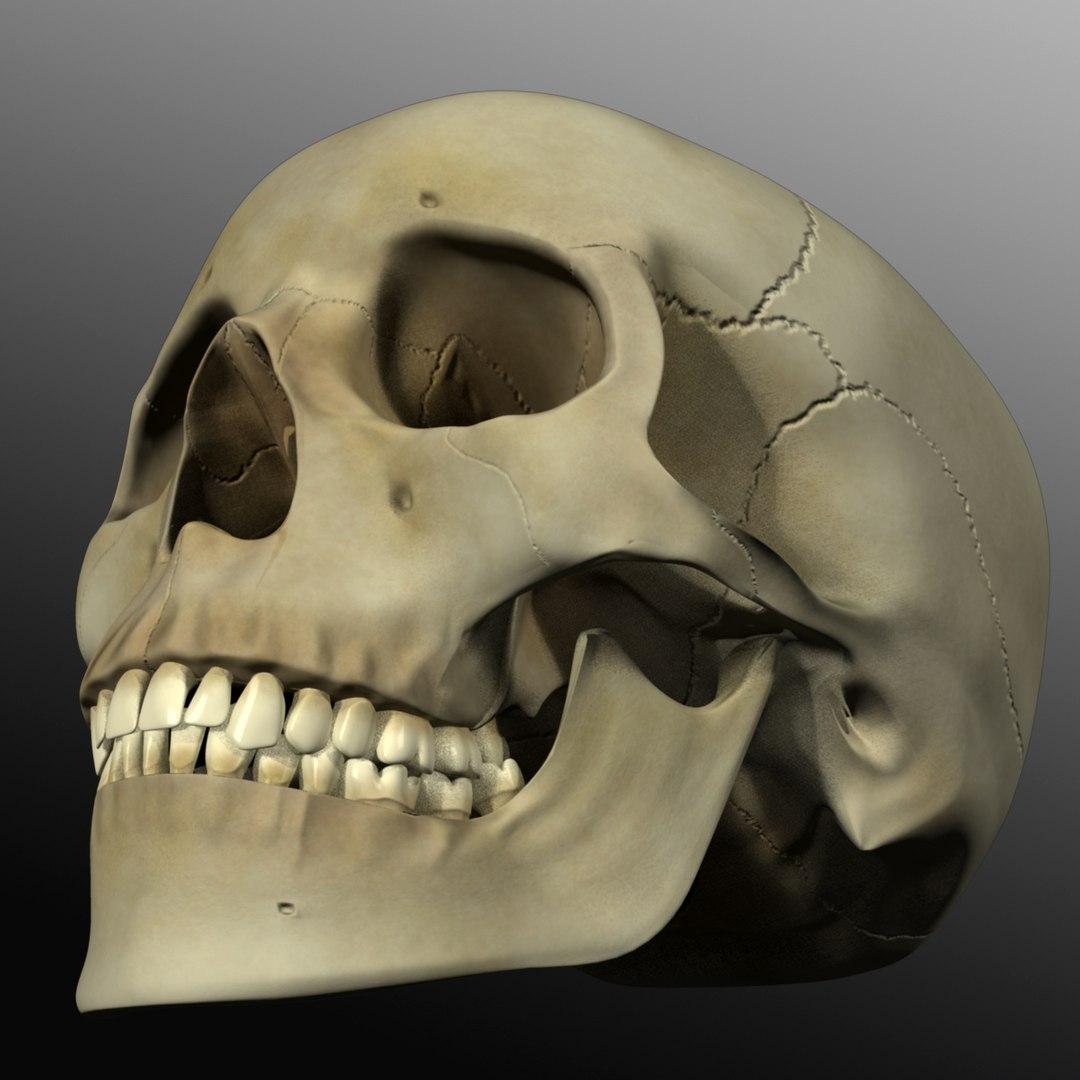 3d model human skull https://p.turbosquid.com/ts-thumb/H3/y8H5r1/seyGC4j5/r05/jpg/1353676605/1920x1080/fit_q87/6b772df6de38b17855e4561cac13d4842c37f2d5/r05.jpg