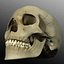 Human Skull