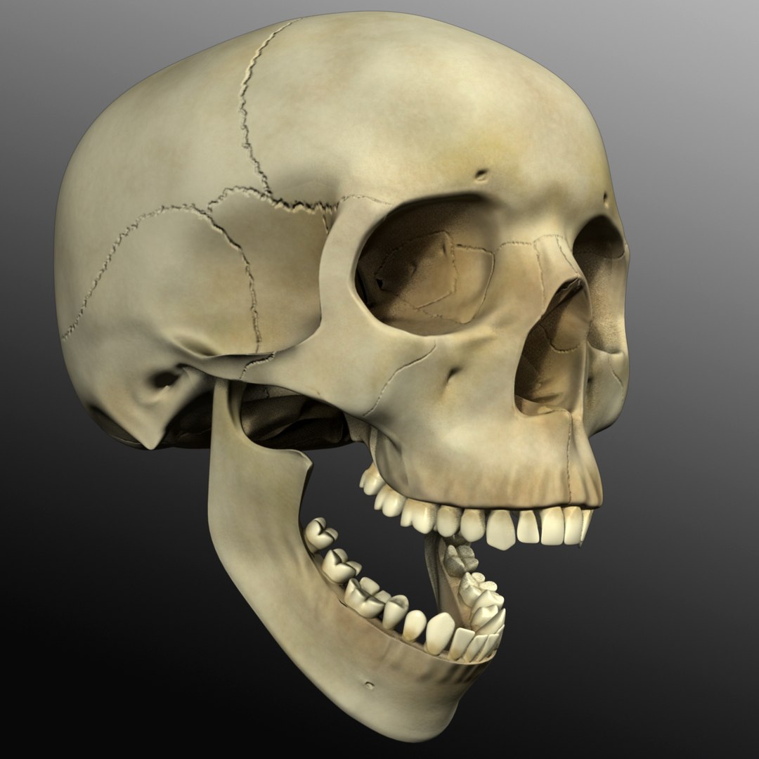 3d model human skull https://p.turbosquid.com/ts-thumb/H3/y8H5r1/vvKV1yHs/r07/jpg/1353676605/1920x1080/fit_q87/aba5cea9bdba8a1840520c8bc6be1ca108220239/r07.jpg