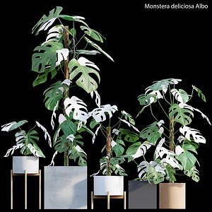 Monstera deliciosa Albo 3D model